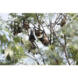 Flying foxes hanging from branches in leafy tree.