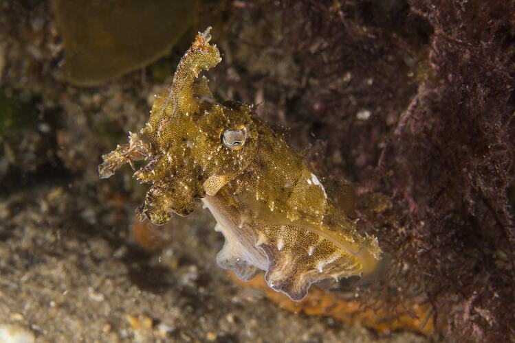 Knobbly yellow cuttlefish.