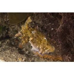 Knobbly yellow cuttlefish.