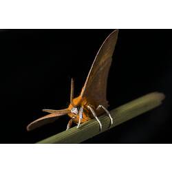 Orange moth perched on green twig.