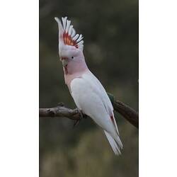 Pink and white cockatoo with crest raised, looking at camera.