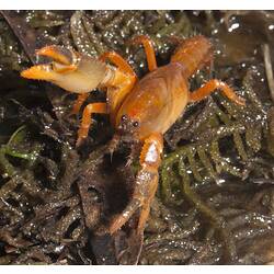 Orange crayfish on damp vegetation.