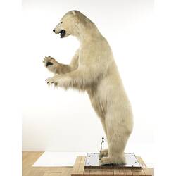 Side view of taxidermied polar bear mounted standing on hindlegs.