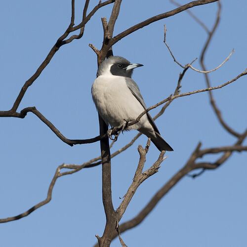 Masked Woodswallow.