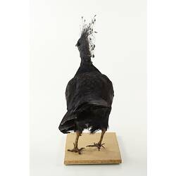 Taxidermied bird with crest of long feathers on head, rear view.