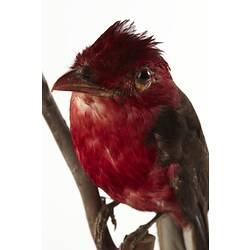 Detail of red taxidermied bird specimen.