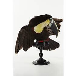 Toucan specimen mounted on perch.