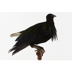 Side view of dark pigeon specimen mounted on perch.