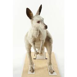 Front view of taxidermied albino kangaroo specimen mounted on wooden board.