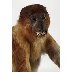 Detail of taxidermied moneky face.