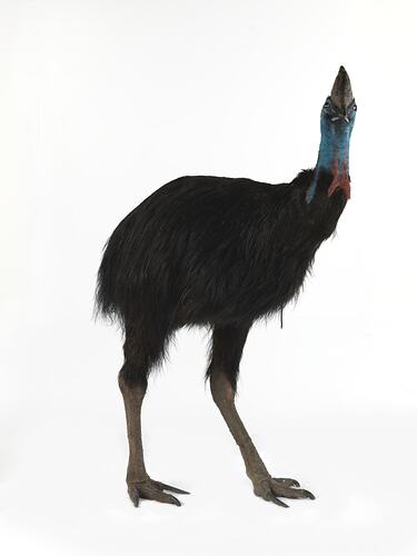 Side view of taxidermied cassowary specimen.