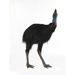Side view of taxidermied cassowary specimen.