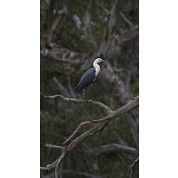 Grey bird with white neck on branch.