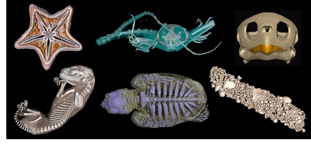 CT scan reconstructions of Museums Victoria specimens.