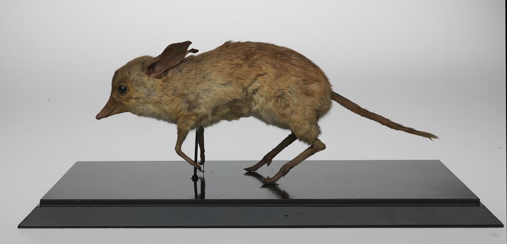 Side view of mounted bandicoot specimen.