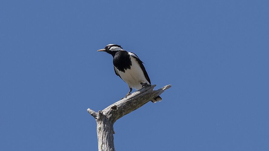 Black and white bird on stump, viewed from below.