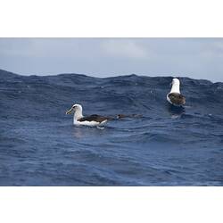 Two albatross floating on water.