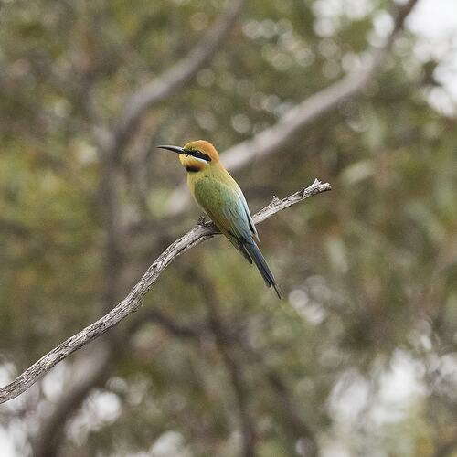 Rainbow Bee-eater.