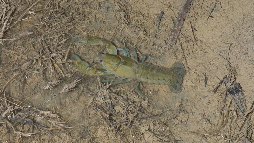 Greenish blue crayfish on brown bottom of water hole.
