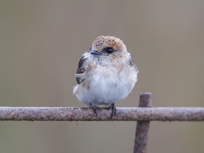 Small fluffy white bird on fence.
