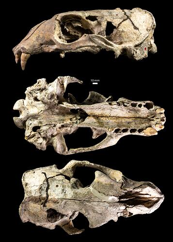 Fossil seal skull in three views.
