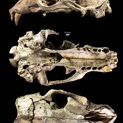 Fossil seal skull in three views.