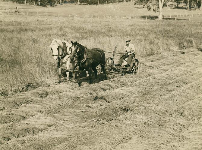 Man driving a two horse drawn hay mower in heavy crop of rye grass.