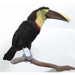 Bird specimen with long black and yellow beak.
