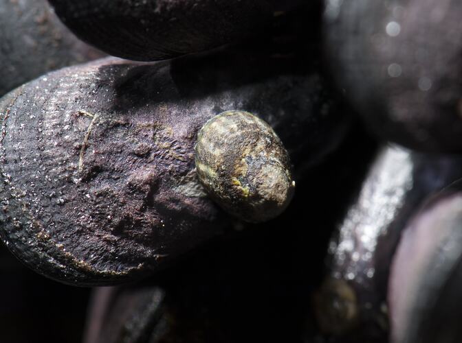Small limpet on mussel shell.