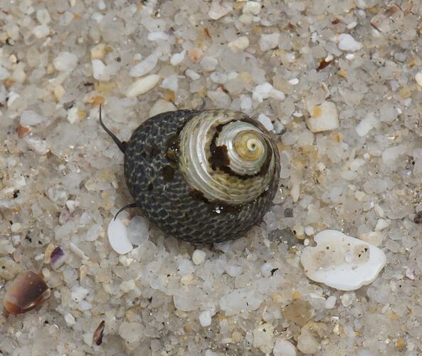 Snail on sand, tentacles protruding from under shell.