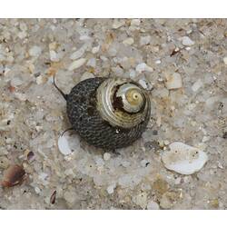 Snail on sand, tentacles protruding from under shell.