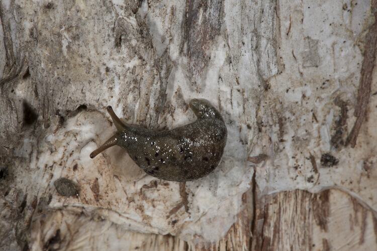 Brown snail on bark.