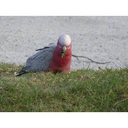 Grey and pink bird on ground.