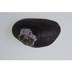 Freshwater mussel shell.