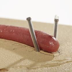 Close up of posterior end of pink earthworm cast.