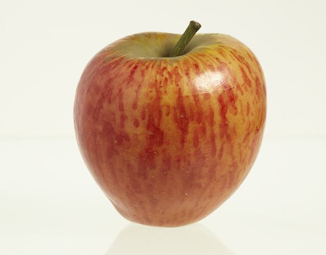 Wax model of an apple with stem, painted yellow and red.