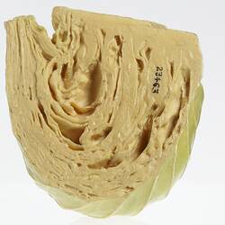 Wax model of pale green cross section of cabbage.
