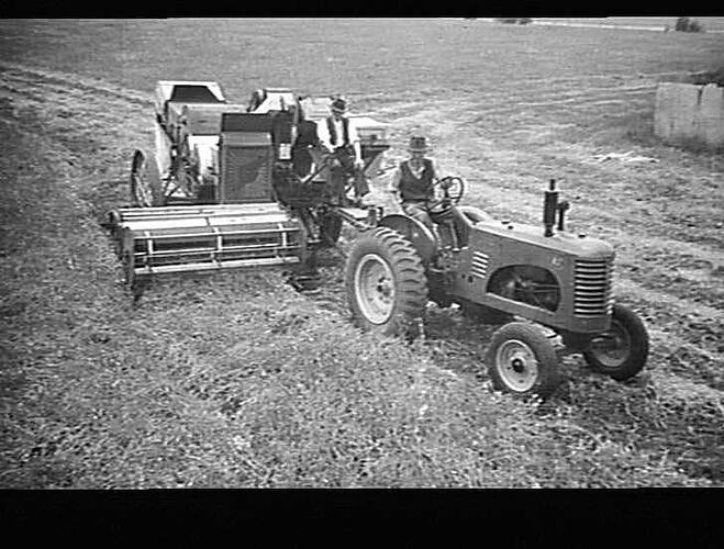 HEADER WITH PEA FRONT IN 12 BAG CROP OF DUNN PEAS ON MR GLEASONS FARM KILLARNEY, NEAR WARNAMBOOL VIC., MAR 1943.
