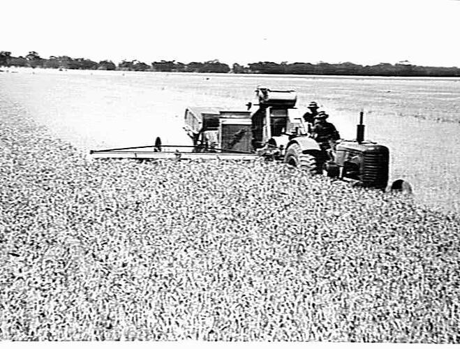 12 FT. SUNSHINE NO. 4 P.T.O. HEADER WITH WITH BAGGING PLATFORM, SHEET IRON ELEVATOR, ARRANGED TO SUIT PLATFORM AND A 30 BUSHEL GRAIN-BOX. S.M-H NO. 203 TRACTOR. HARVESTING A 15-BAG CROP OF `MAGNET' WHEAT ON PROPERTY OF MR. R. FISH, DOOKIE, VIC: DEC 1945