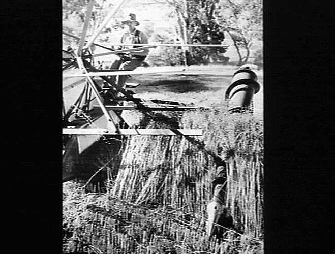 SUNSHINE 6 B BINDER CUTTING FLAX (LINAL CROWN) AT MEADOWS, S.A. AVERAGING 3 TONS PER ACRE: JAN 1941