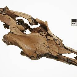 Fossil jaw of extinct kangaroo, <em>Protemnodon</em>.