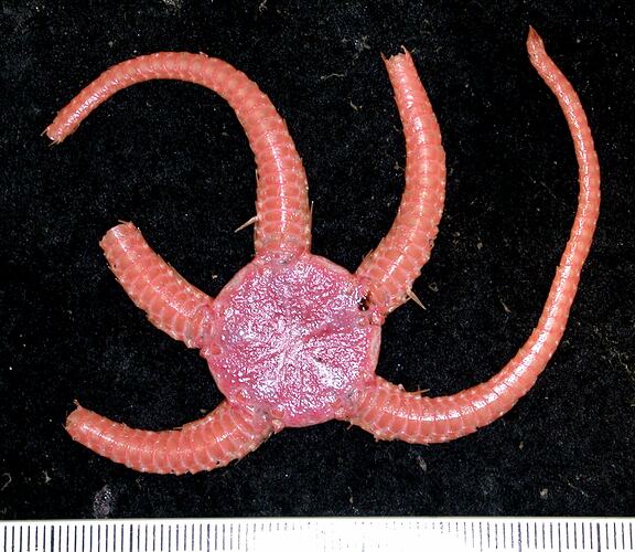 Back view of broken orange-pink brittle star on black background with ruler.