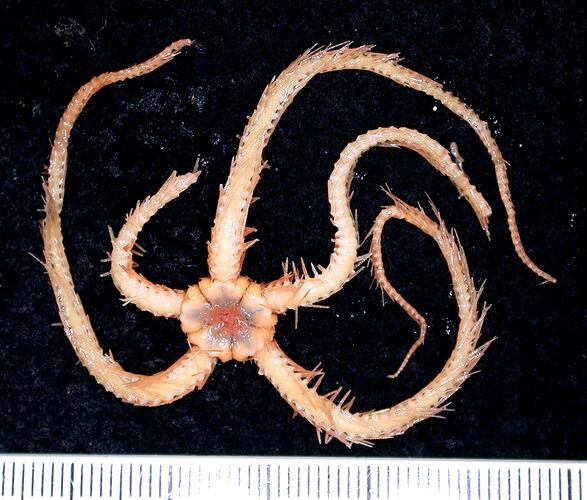 Front view of cream-orange coloured brittle star on black background with ruler.