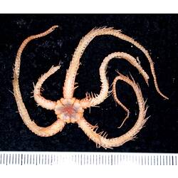 Front view of cream-orange coloured brittle star on black background with ruler.
