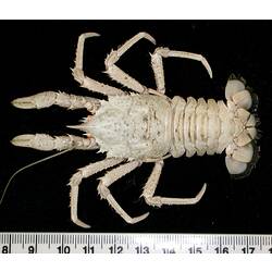 Back view of white squat lobster with tail extended on black background with ruler.
