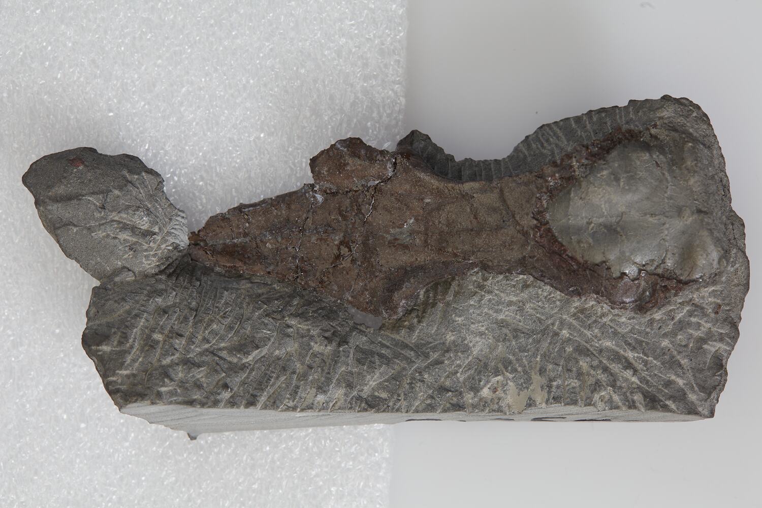 Leaellynasaura amicagraphica, candidate for Victoria's state fossil emblem