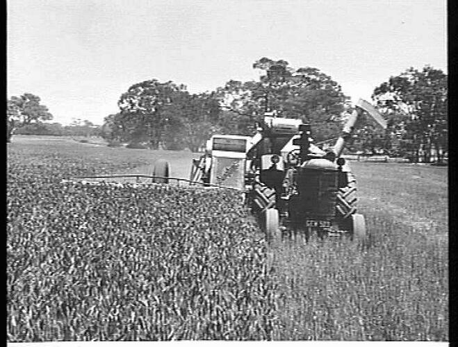 SUNSHINE NO.4 POWER DRIVEN HEADER WITH BULK HANDLING OUTFIT AND 55K TRACTOR,HARVESTING WHEAT ON THE ESTATE OF C.L.SUDHOLZ NATIMUK VICTORIA