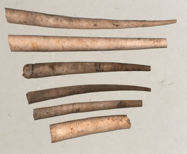 Scaphopoda, fossil scaphopod shells. [P 149683]