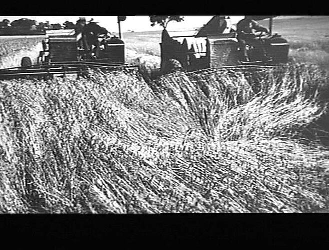 MR. E. V. H. WILSDON: WINNER OF S. AUST STATE CHAMPIONSHIP CROP COMPETITION: 1937-38: SNAPS OF PRIZE WINNING CROP OF `DUNDEE' WHEAT