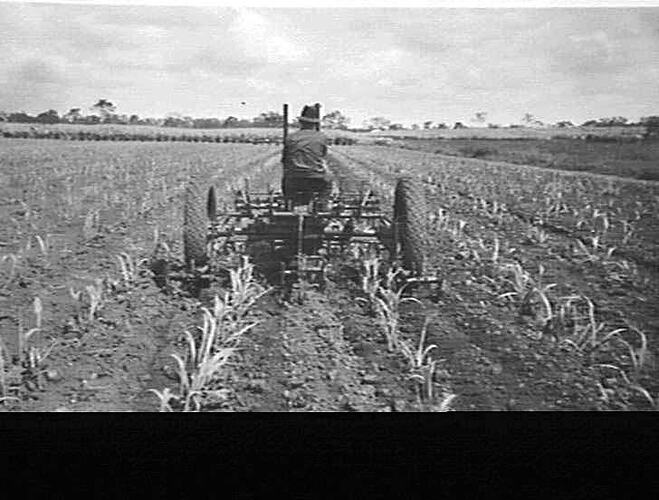 Photograph - H. V. McKay factory and/or equipment
